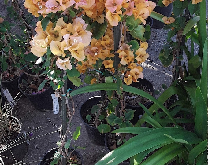 Orange bougainvillea ‘fire opal’ - 1 plant - 1 feet tall- ship in 6" pot