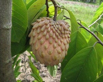 May include: A ripe, brown and pink custard apple with a scaly texture hangs from a branch with green leaves.