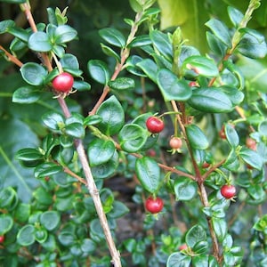 Chilean guava (ugni molinae) - 1 starter - 4&quot; tall - ship in 3&quot; pot