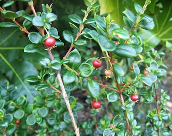 Chilean guava (ugni molinae) - 1 starter - 4" tall - ship in 3" pot