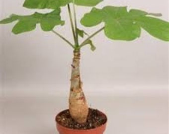 Jatropha podagrica - Buddha Belly Plant -  1 Plant - 1  Feet Tall - Ship in 6" Pot