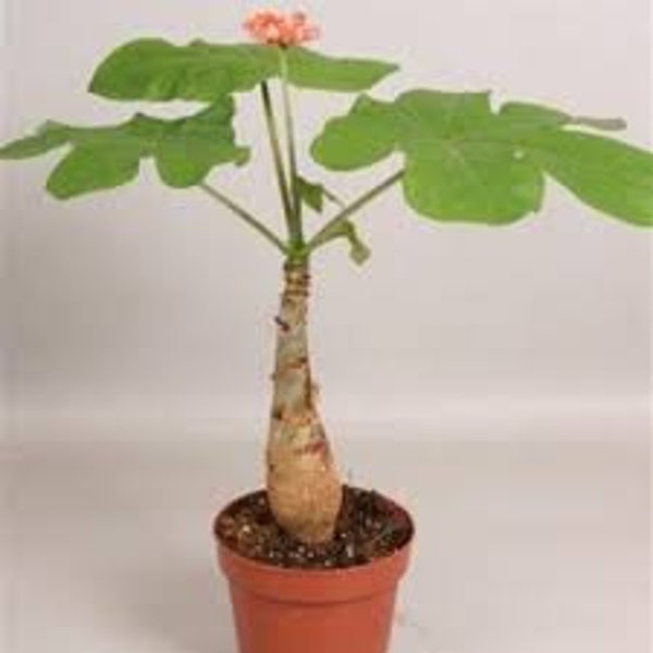 Jatropha podagrica - Buddha Belly Plant -  1 Plant - 1  Feet Tall - Ship in 6" Pot