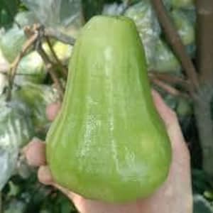 May include: A large, green wax apple, held in a hand, with a pear-like shape and a glossy surface. The background shows more wax apples on a tree branch. The fruit is a pale green color.
