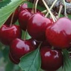 May include: Close-up of a cluster of ripe, dark red cherries hanging from a branch. The cherries are glossy and plump, with green leaves visible in the background.