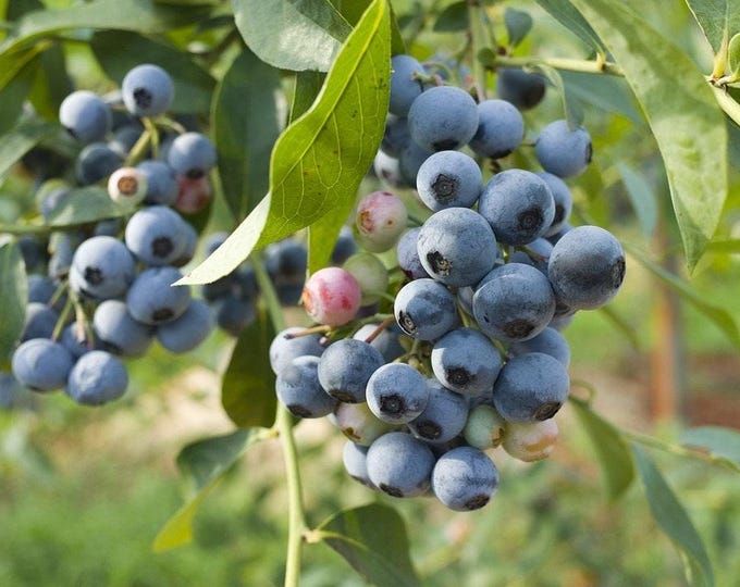 Biloxi southern highbush blueberry -  1 feet tall - ship in 6" pot