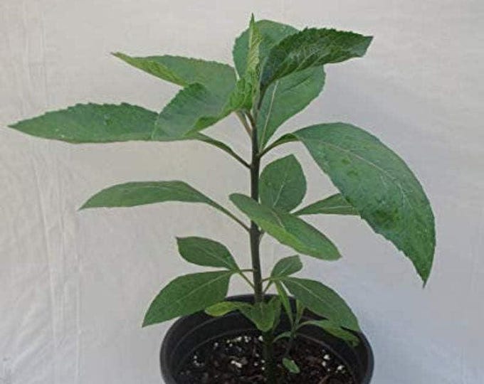 Bitter Leaf Plant – Vernonia amygdalina  - 1 Feet Tall - Ship in 6" Pot
