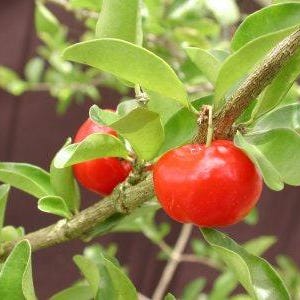 Puede incluir: Dos cerezas de acerola de color rojo brillante cuelgan de una rama verde frondosa. Las cerezas son redondas y lisas, con un acabado brillante.