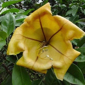 Cup of gold vine - solandra maxima plant - 1 to 2 feet tall - ship in 6&quot; pot