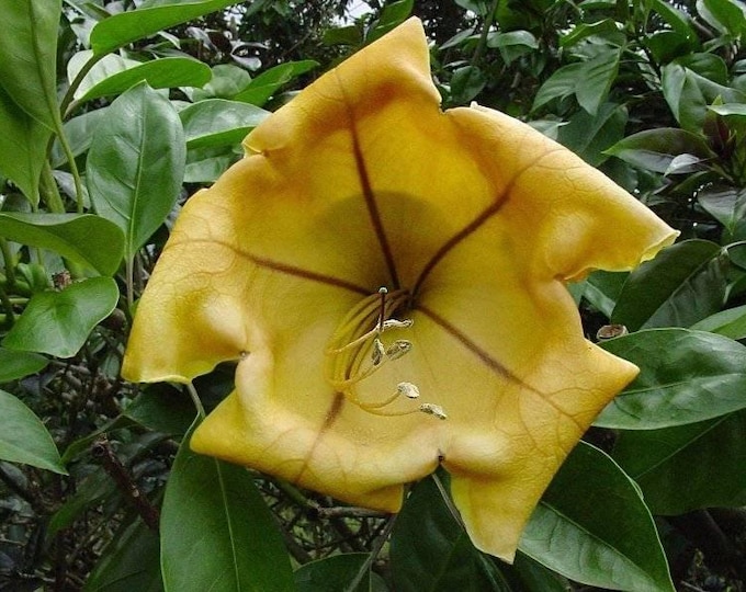 Cup of gold vine - solandra maxima plant - 1 to 2 feet tall - ship in 6" pot