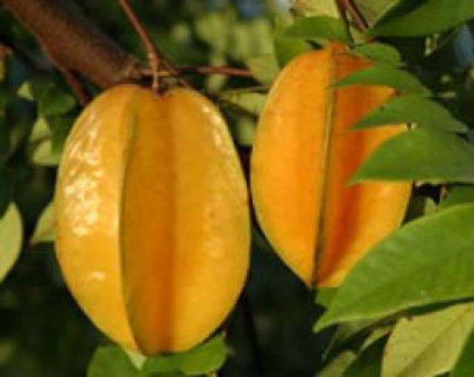 Carambola - star fruit - 4 feet tall - airlayered tree - ship 3 gal pot
