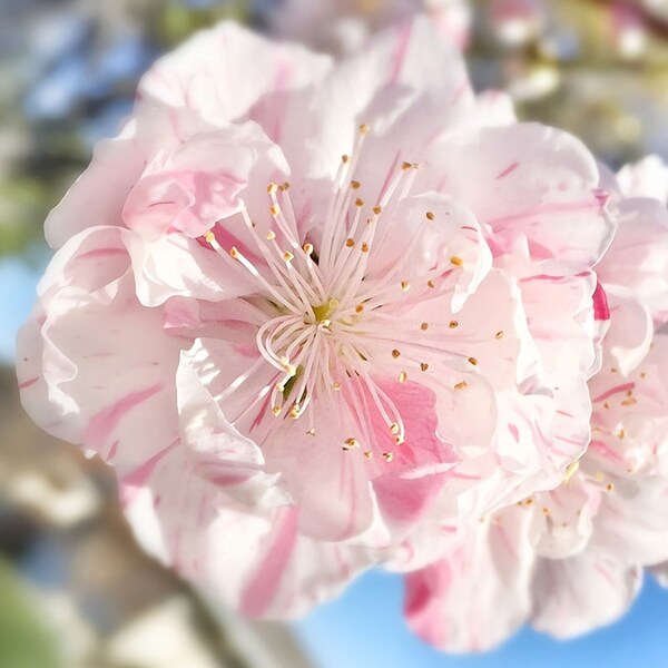 Peppermint  Flowering Peach -  1  Feet Tall - Ship in 6" Pot