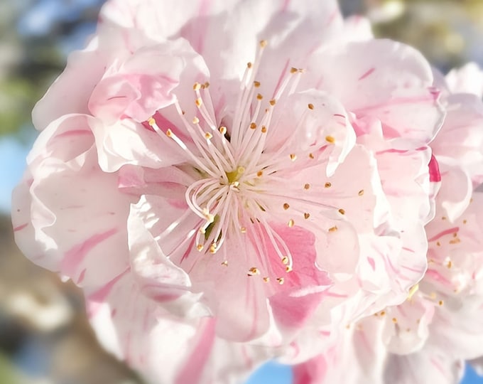 Peppermint  Flowering Peach -  4 to 5 Feet Tall - Bigger Trunk - Ship in 3 Gal Pot