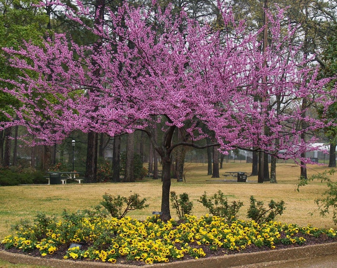 Forsest Pansy Redbub - Cercis canadensis 'Forest Pansy' - 2 to 3 Feet Tall - Ship in pot