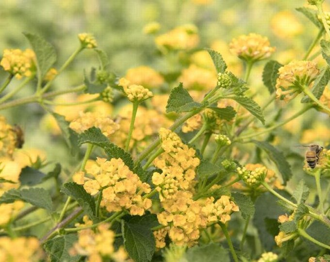 Sunburst Spreading Lantana - Lantana x 'Sunburst'-  ship in 6" pot