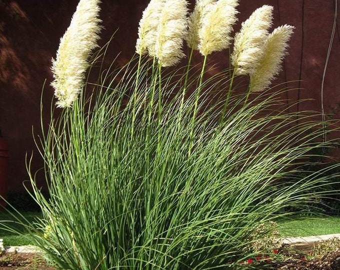 Pampas Grass (Cortaderia Pumila) - 1 Plants - 1 Feet Tall - Ship in 6" Pot