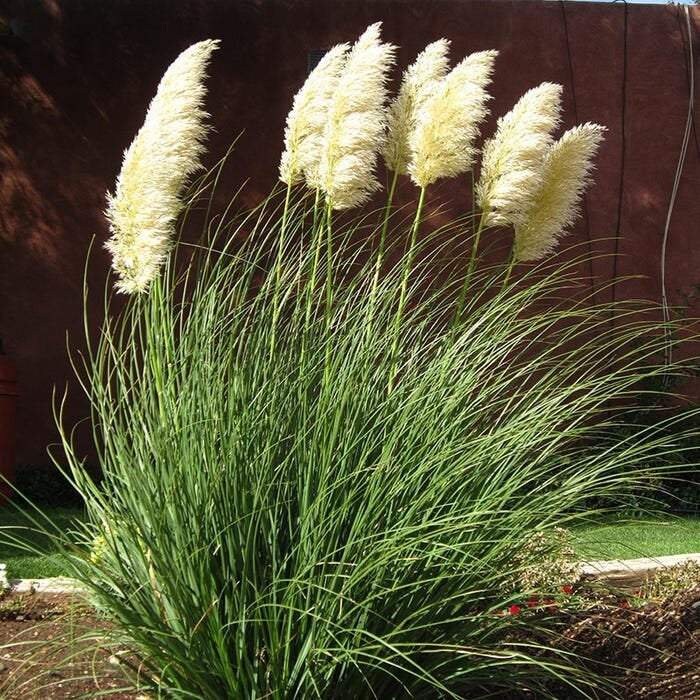Pampas Grass (Cortaderia Pumila) 1 Plants 1 Feet Tall Ship in 6 Pot
