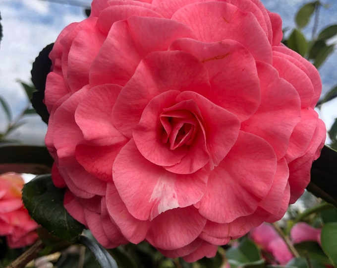 Camellia japonica 'In The Pink' - 1  Plant - 1 Feet Tall - Ship in 6" Pot