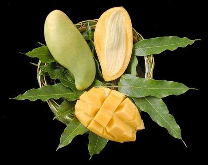 Nam doc mai mango - grafted tree   - - 1 feet tall -grafted - ship in 6" pot