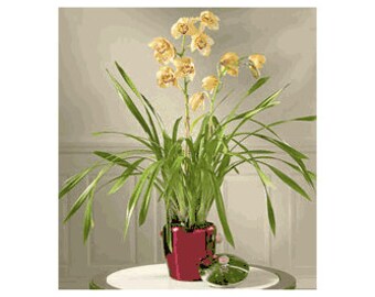 Cymbidium Orchid  Plants - Yellow - 2 Feet tall - 2  Bulbs - Ship in 6" Pot