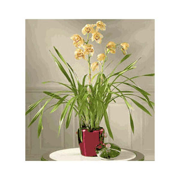 Cymbidium Orchid  Plants - Yellow - 2 Feet tall - 2  Bulbs - Ship in 6" Pot