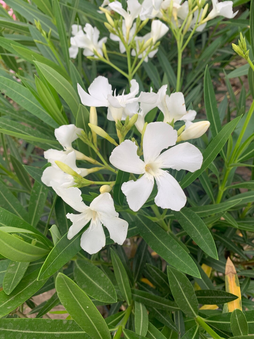 White Nerium Oleander 1 Live Plant Ship in 6 Pot Etsy