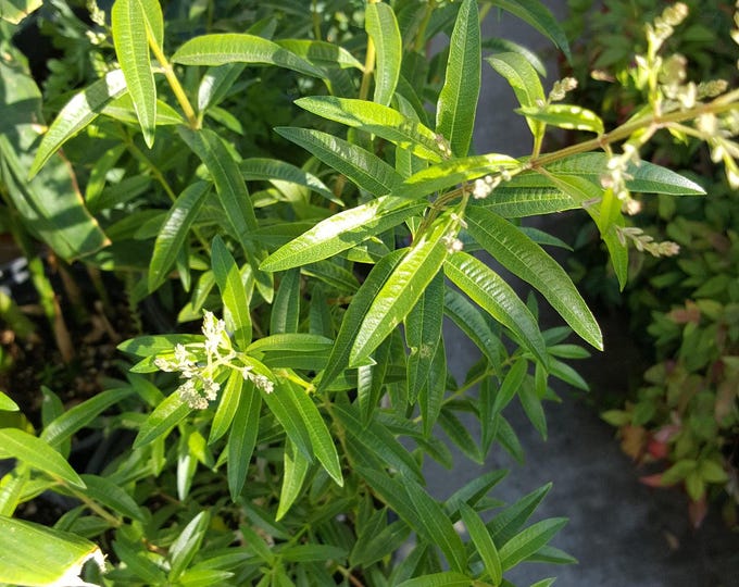 Lemon verbena - aloysia triphylla  - 1 feet tall - ship in 1 gal pot