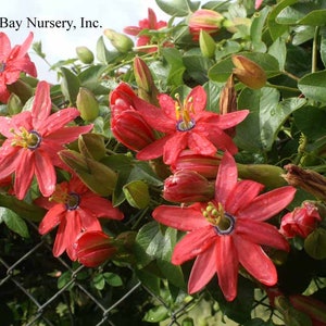 Passion flower coral Sea vine 1 live plant 6” pot