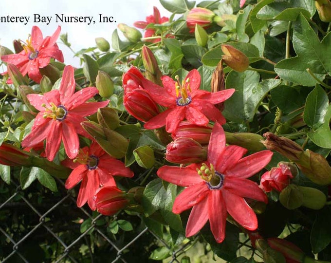 Passion flower coral Sea vine 1 live plant 6” pot