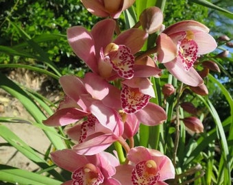 Cymbidium Orchid  Plants - Pink - 2 Feet tall - 2  Bulbs - Ship in 6" Pot