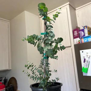 May include: A tall eucalyptus plant with rounded, silvery-green leaves growing along a central wooden stake. The plant is secured to the stake with several green plastic ties and is potted in a black plastic container with a circular rim.
