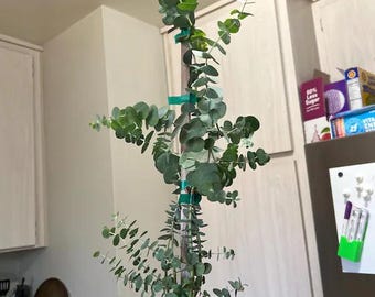 Eucalyptus cinerea (silver dollar)- 1  feet tall - ship in 6" pot