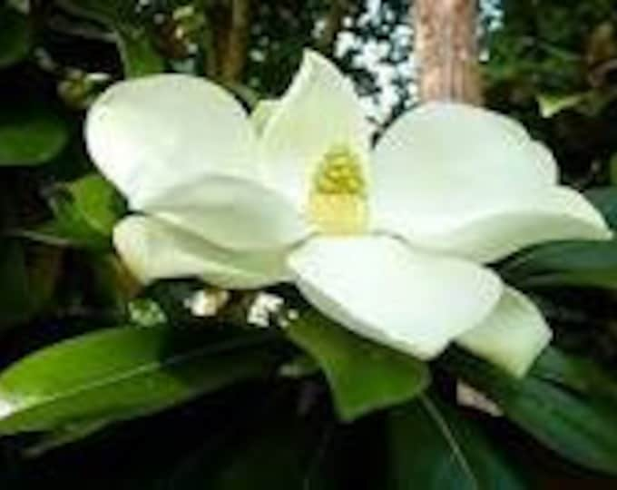 Magnolia grandiflora 'Kay Parris'  - 2 to 3 Feet Tall - Ship in pot