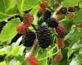 Mulberry  Dwarf Black -1 Feet Tall - Ship in 1Gal Pot