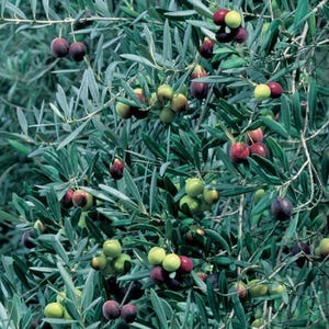 May include: A close-up of a branch of an olive tree with many green and purple olives growing on it.
