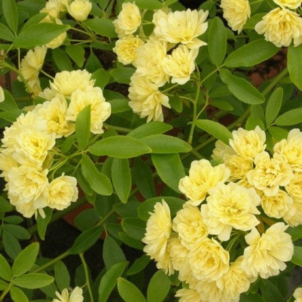 Yellow rose (rosa banksiae ‘lutea’) climbing rose - 3 Feet Tall  ship in 3Gal pot