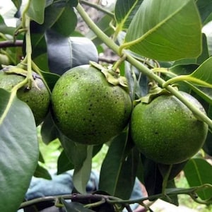 Black sapote - 1 plants - 2 to 3  feet tall - ship in 3 gal pot
