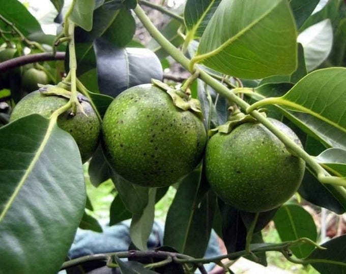 Black sapote - 1 plants - 2 to 3  feet tall - ship in 3 gal pot