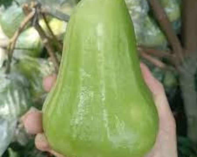 Mận an thái xanh - an thái wax apple - 1 to 2 feet tall - ship in 3gal pot