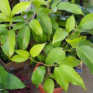 White Champaca - Big Trunk - 3 Feet Tall - Ship in 3 Gal Pot