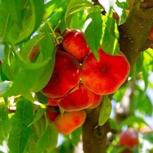 May include: Close-up of a peach tree branch with ripe peaches. The peaches are red and have a fuzzy texture. The leaves are green and lush.