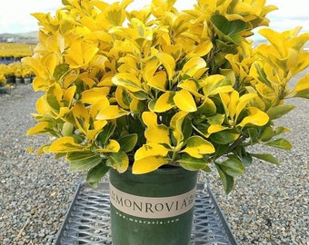 Golden Euonymus - Euonymus japonicus 'Aureo-marginatus' -  1 Feet Tall -  Ship in 6" Pot