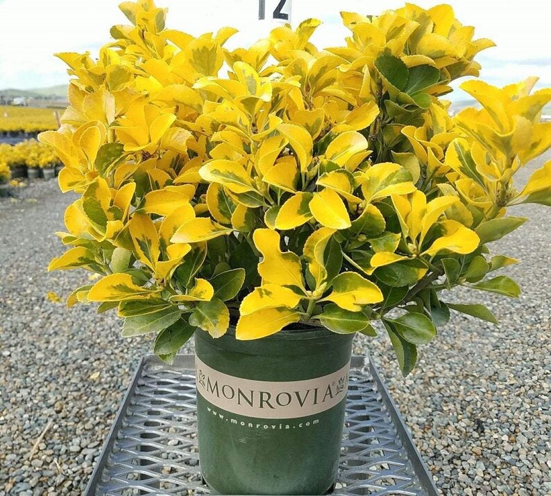 Golden Euonymus Euonymus japonicus 'Aureo-marginatus' 1 Feet Tall Ship in 6 Pot image 1