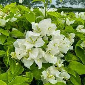 May include: A close-up of white bougainvillea flowers with green leaves. The flowers are in full bloom and have a delicate, papery texture.