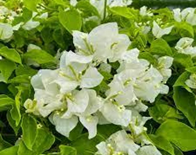 White bougainvillea -1 to 2 feet tall - ship in 6" pot