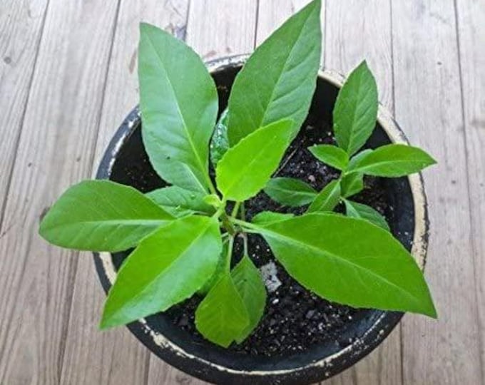 Gynura procumbens, longevity spinach - 1 plants - ship in 3" pot