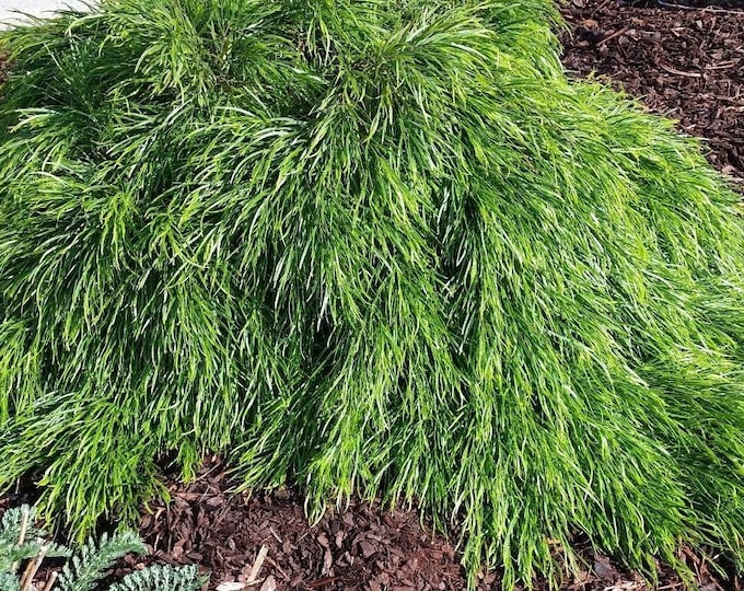 Cousin itt little river wattle -  4" to 6"  tall - ship in 6" pot