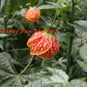 Abutilon &#39;tiger eye&#39;  - tiger eye flowering maple - 1 plants  - 1   feet tall - ship in 1 gal pot
