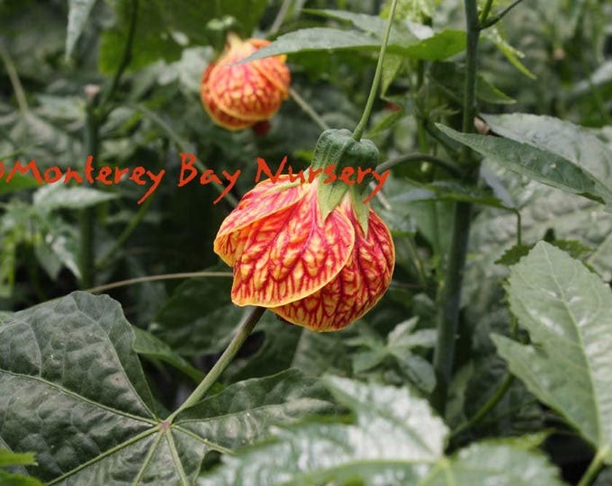 Abutilon 'tiger eye'  - tiger eye flowering maple - 1 plants  - 1   feet tall - ship in 1 gal pot
