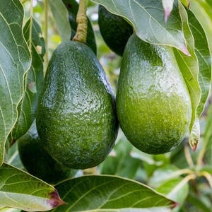 May include: Close-up of green avocados hanging from a tree branch. The avocados are ripe and ready to be picked.