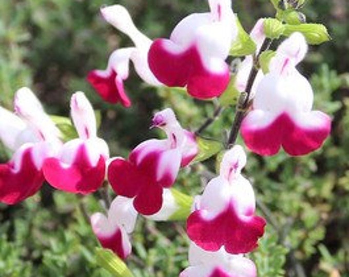 Salvia  'Cherry Lip'  1 live plant  - 1 Feet Tall - ship in 6" pot